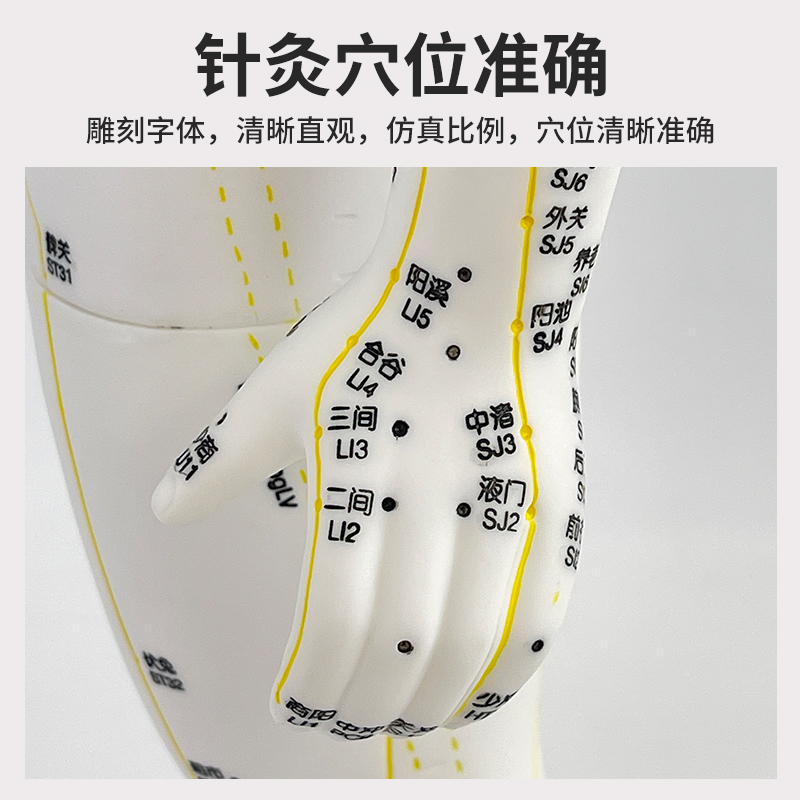 中医鍼灸学、婦人学 中医爱好者的福音！60 85CM中医针灸穴位人体模型，学习针灸的必