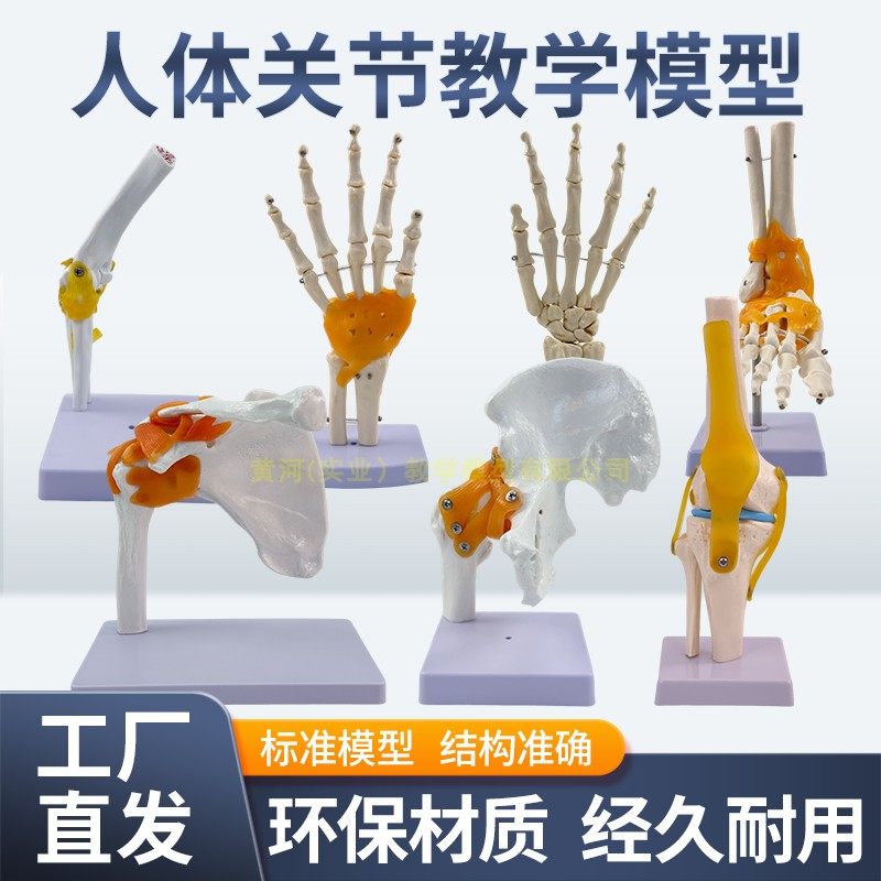 膝关节 肩 肘 髋 手关节 脚关节附韧带模型 人体六大功能关节模型