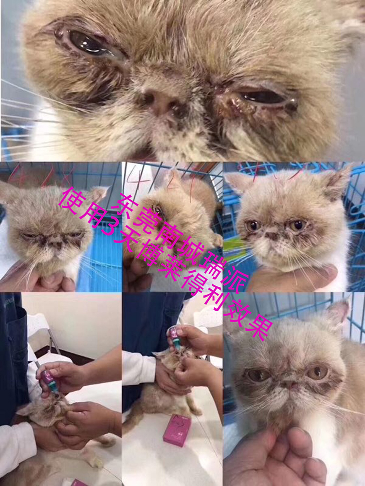 Blairley mũi mèo có tác dụng đặc biệt thuốc nhỏ mắt thú cưng mèo herpes virus thuốc nhỏ mắt - Cat / Dog Beauty & Cleaning Supplies 	lược chải lông cho thỏ	