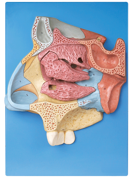 鼻腔放大模型/解剖模型A13002