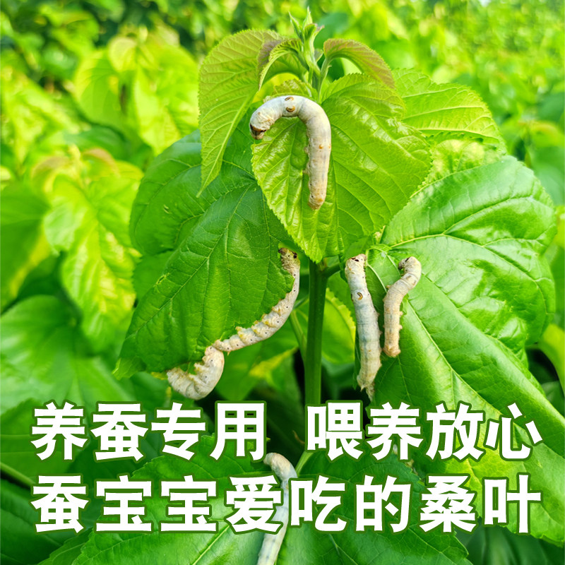 新鲜桑叶喂蚕：养蚕小白的全方位指南--淘宝好物网