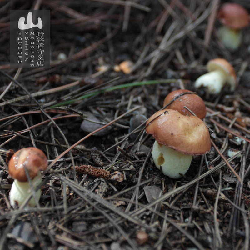 Northeast Wild Pine Mushroom Dry Cargo Pine Moth New Cargo Pine Mushroom Mucus Red Pine Yellow Bull Liver Fungus Boutique 250g