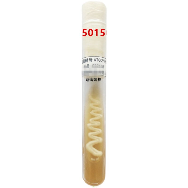 【斜面】腐生葡萄球菌ATCC49453，2代斜面菌种，教学实验，质控菌
