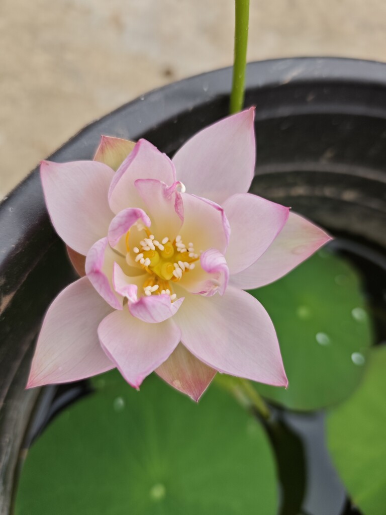 小娟娟碗莲的LOGO
