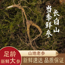 Wild ginseng in Changbai Mountain Jilin fresh understory ginseng Northeastern wild ginseng soaked in wine fresh ginseng 20 years old special grade