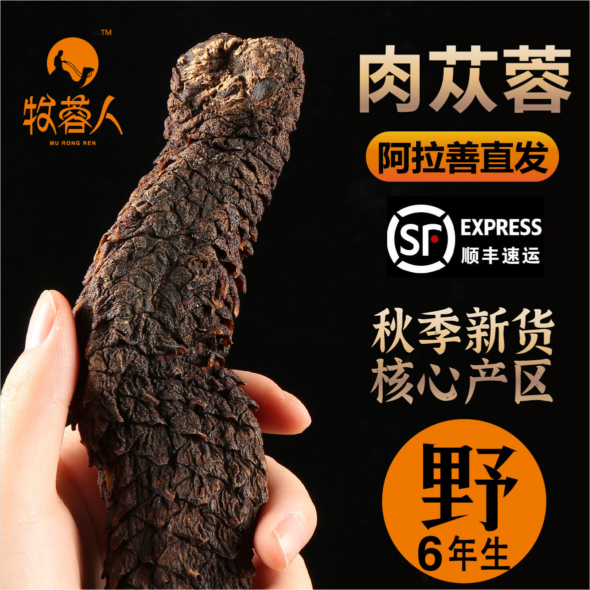 Alxa Cistanche Chinese herbal medicine wild Inner Mongolia special grade powder soaking wine whole 500g flagship store Dayun