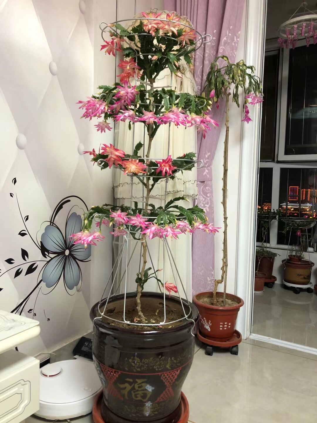 思思叶仙绿植基地