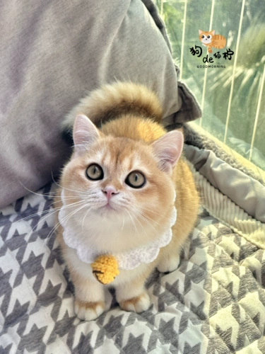 Трикотажный чокер, бесшумный милый колокольчик, шарф ручной работы, кот, домашний питомец, делается под заказ, DIY