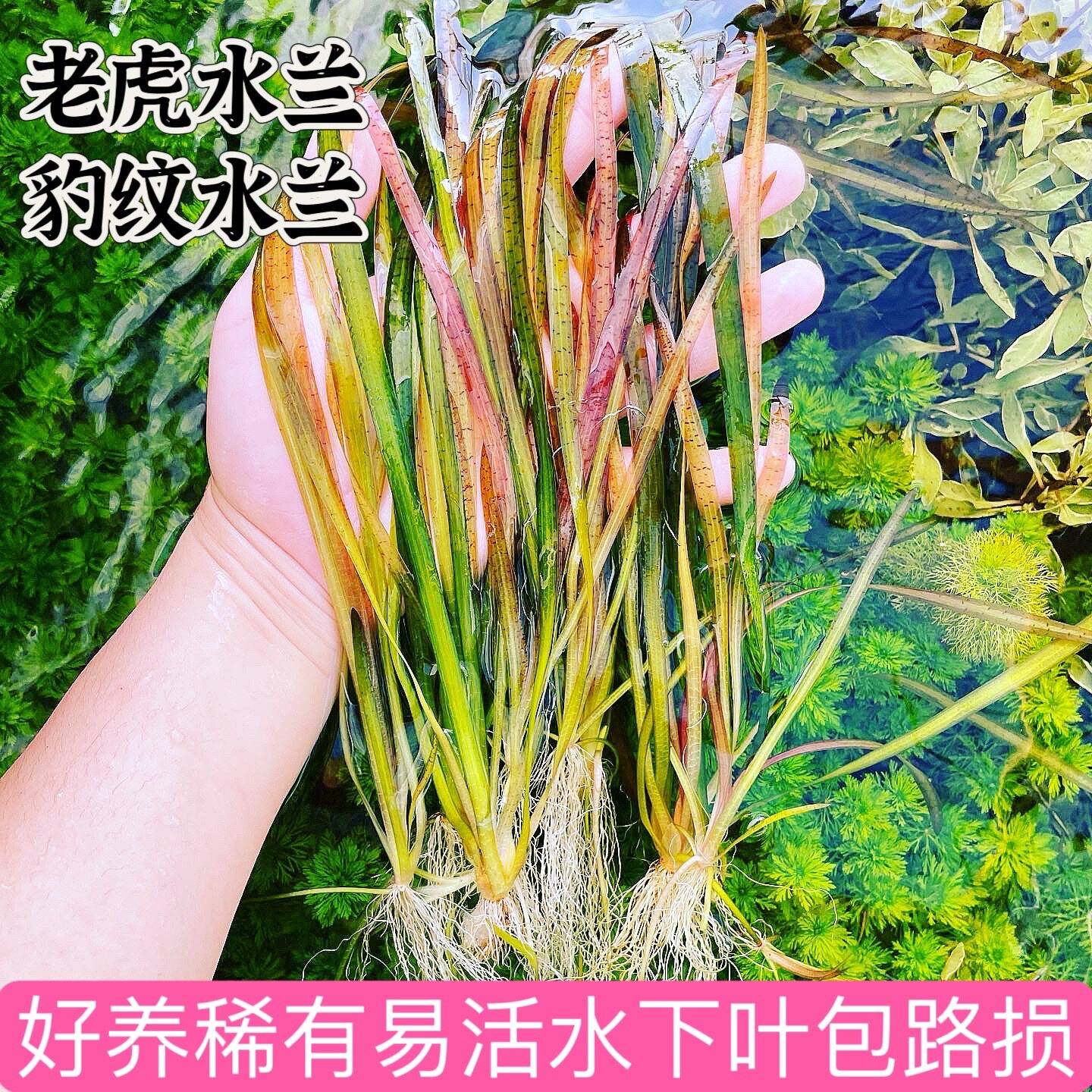 25年必买!ADA水草稀有水兰豹纹水兰懒人草缸首选-水草-淘宝好物网