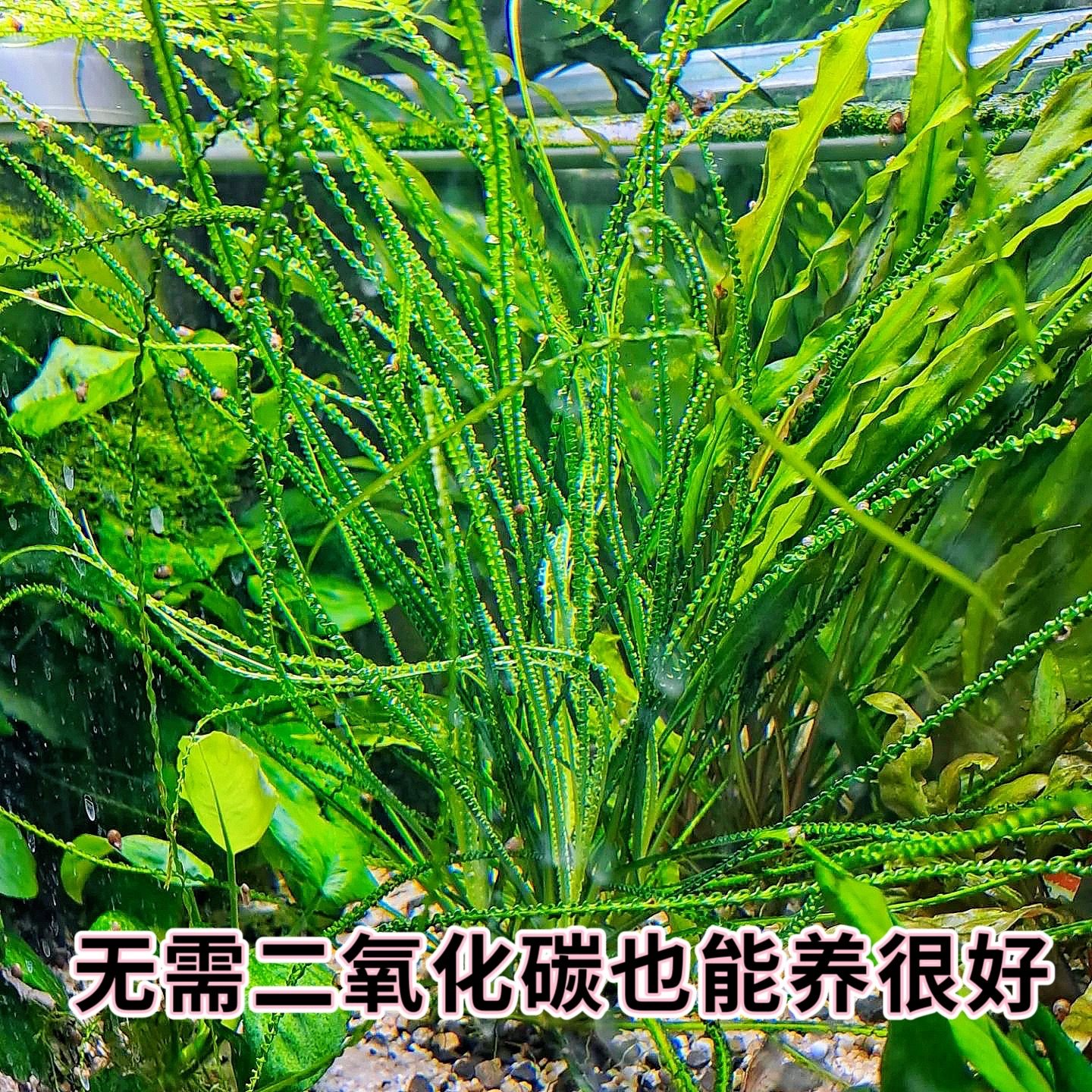 宽叶龙鞭&细叶龙鞭:懒人必备的绿色氧吧,打造梦幻水草缸!-水草-淘宝好物网