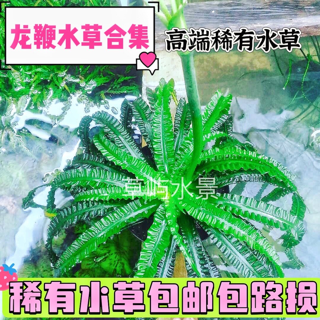 宽叶龙鞭&细叶龙鞭:懒人必备的绿色氧吧,打造梦幻水草缸!-水草-淘宝好物网