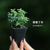 Японские горы и трава -кими Рододендрон восемь комнат джи Сян Дингму Два мономическая кость Cao Североамериканская ушная трава июнь