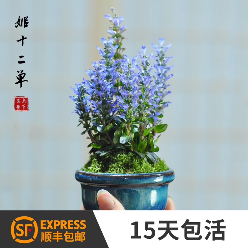 Ji twelve Single Japanese Mountain Wild Grass Bone Grass Chocolate Chip Green Planting Flowers Potted Bonsai Mini Indoor Bookhouse