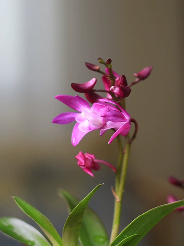 Австралийская парфюмерная орхидея дендробиум, комнатное растение в горшке, осень и зима с бутонами, настольный цветок, офисное зеленое растение, легко выращиваемая орхидея