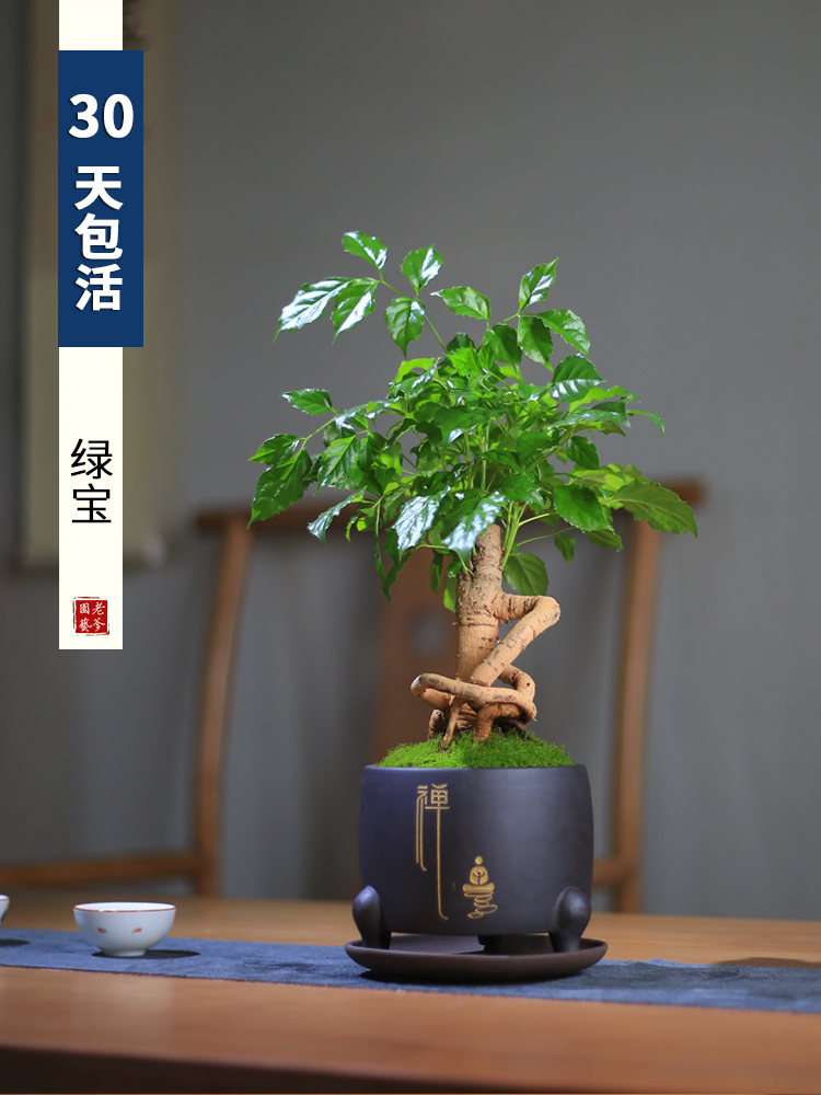 Green treasure tree indoor shape evergreen root desktop small potted desk study bonsai four seasons shade-resistant old pile