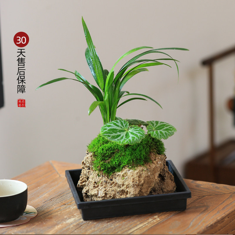 附石盆栽内门竹吸水石盆景南天竹桌面造型绿植，打造你的迷你自然世界