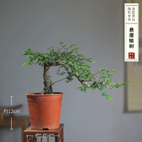 Клифф Elm рекомендуется поднять