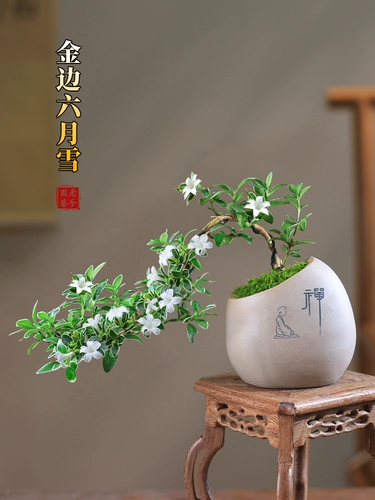 Мини -июньский снеговик на рабочем столе маленький горшечный подоконник цветок прикрепленного каменного бонсайка скала, зеленый завод, мини -мини -мини -миниму