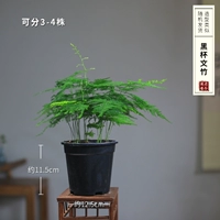 Black Cup Wenzhu (можно разделить на 3-4) владельцы магазинов рекомендуют