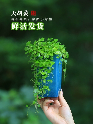 Tianhu 天 горшечная вода и земельный ландшафтный ландшафтный ландшафтный дизайн