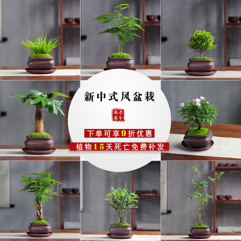 Fortune tree Wenzhu Arhats pine gardenia bonsai rice bamboo fragrance wood indoor living room office desktop small potted plant