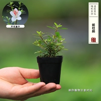 Цзи Дуцзюань случайная доставка