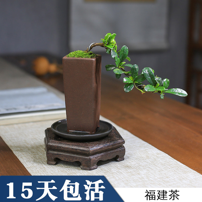 Fujian tea palm mini purple sand flower pot miniature shape cliff potted seedling creative window balcony desk plant