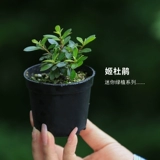 Японские горы и трава -кими Рододендрон восемь комнат джи Сян Дингму Два мономическая кость Cao Североамериканская ушная трава июнь