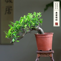 Шоколадное дерево Cliff Banyan