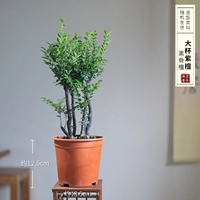 Большая чашка розового дерева