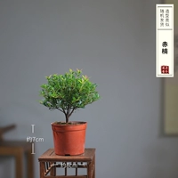 Светло -зеленая маленькая чашка Чинан (точечные саженцы)