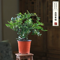 Специальное предложение Jungle Rosewood