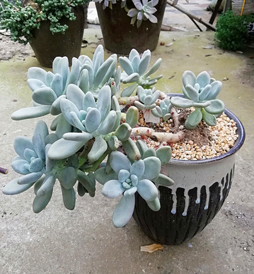 白美人老樁一物一拍多肉植物11月3日拍攝