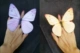 Бабочка Юнь [фиолетовый 1 желтый 1] Бабочка пальца 1 пара диаметром около 13,5 см