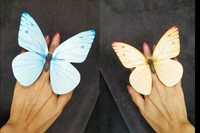 Бабочка Юн [Цвет LAN 1 Желтый и 1] Бабочка пальца 1 пара диаметром около 13,5 см