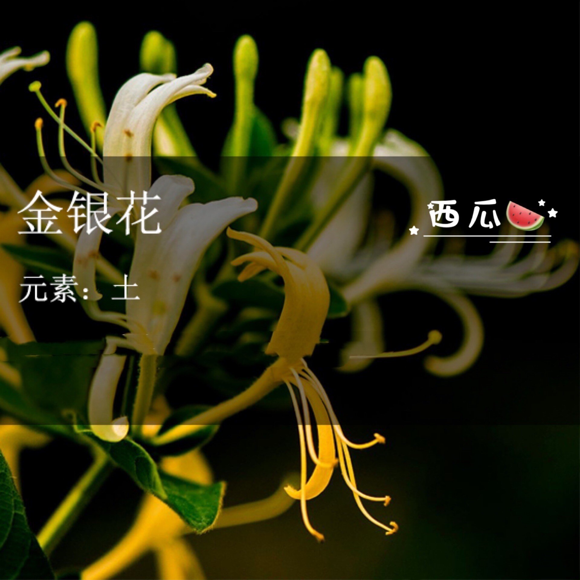 The winter of Ninja is a