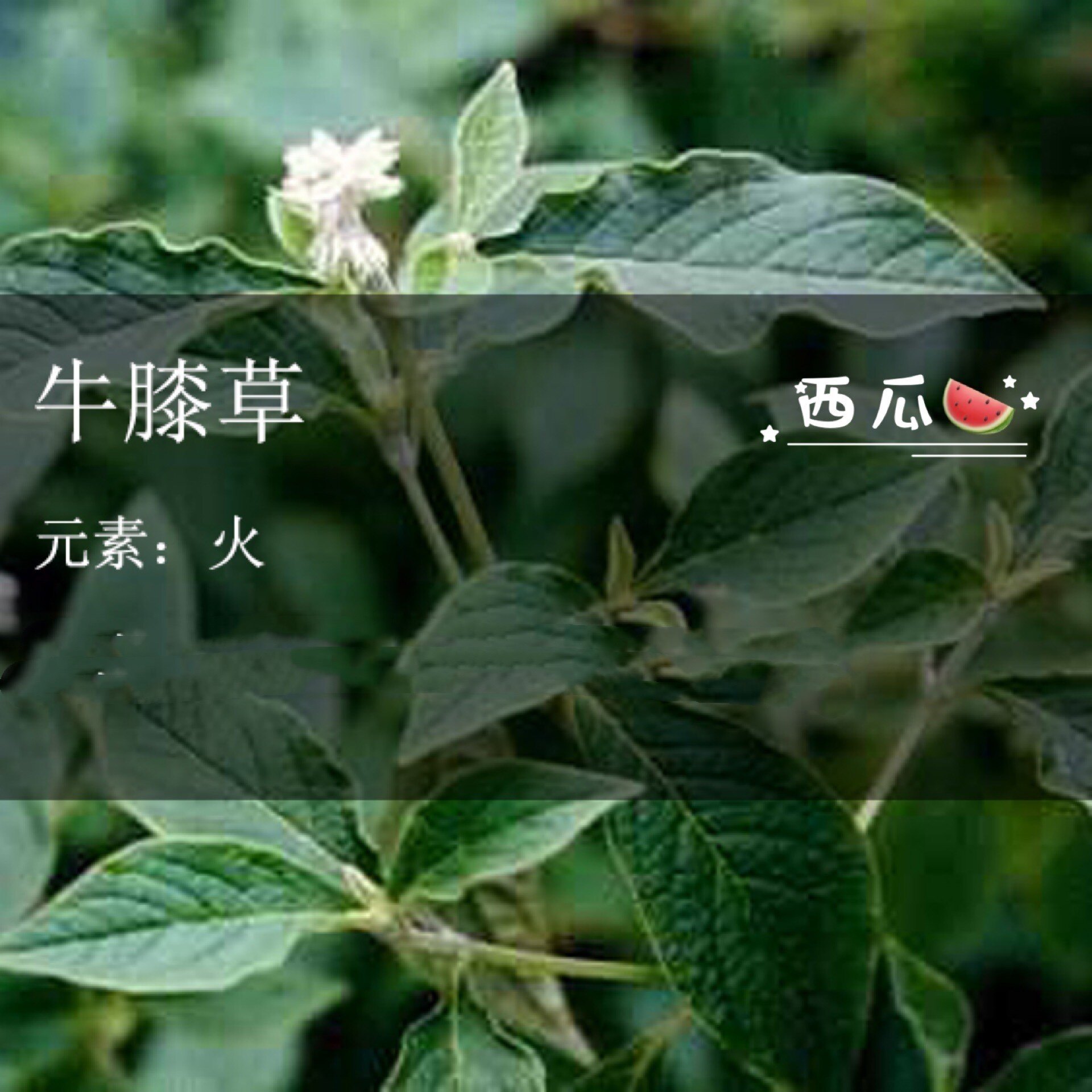 The root of the herb