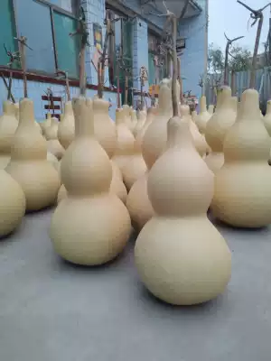 Extra large natural large, medium and small Awain gourd decorations boutique feng shui evil ornaments 20-45cm