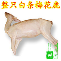 Northeast Changbai Mountain sika deer Jilin Shuangyang deer township whole white deer fresh live kill with skin venison