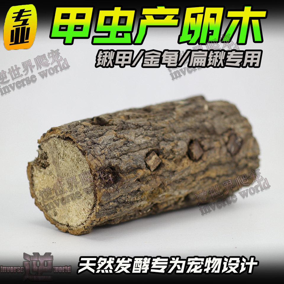 Spawning wood Chinese flat flower gold tortoise pet beetle beetle with spawning wood