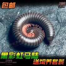 Black rainbow millipede live pet millipede giant millipede easy to raise docile and non-toxic millipede pet