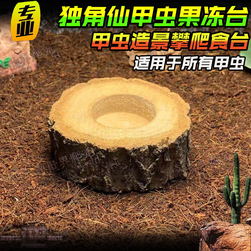 Beetle medium flat pet single hole beetle jelly table insect food table medium flat stag beetle adult landscaping stag beetle food