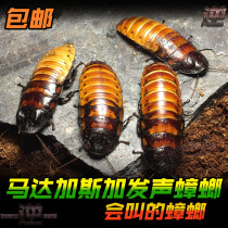 Madagascar vocal cockroach pet cockroach Horse Island voice adult 5-7cm reptile pet live