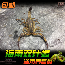 Hainan double needle scorpion 5cm adult novice pet scorpion living rain scorpion domestic Classic delivery set