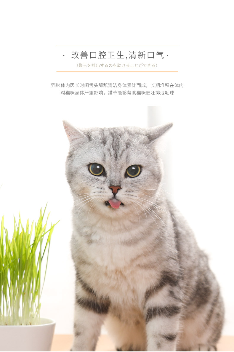 Petstwo mèo cỏ đặt hạt giống gốm sứ ăn nhẹ gốm để bóng tóc kem mèo - Đồ ăn nhẹ cho mèo hạt catsrang