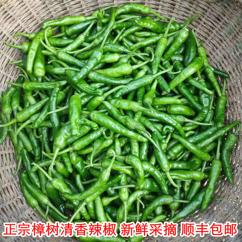 3 catties of authentic camphor tree fragrant peppers Picked fresh peppers on the same day with ice cubes for fresh-keeping transportation Hong Kong peppers