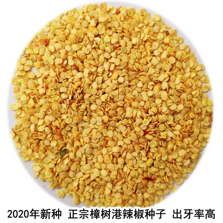 Authentic Zhangshugang pepper seeds Zhangshugang pepper old seeds pepper seeds Hunan Zhangshugang peppers