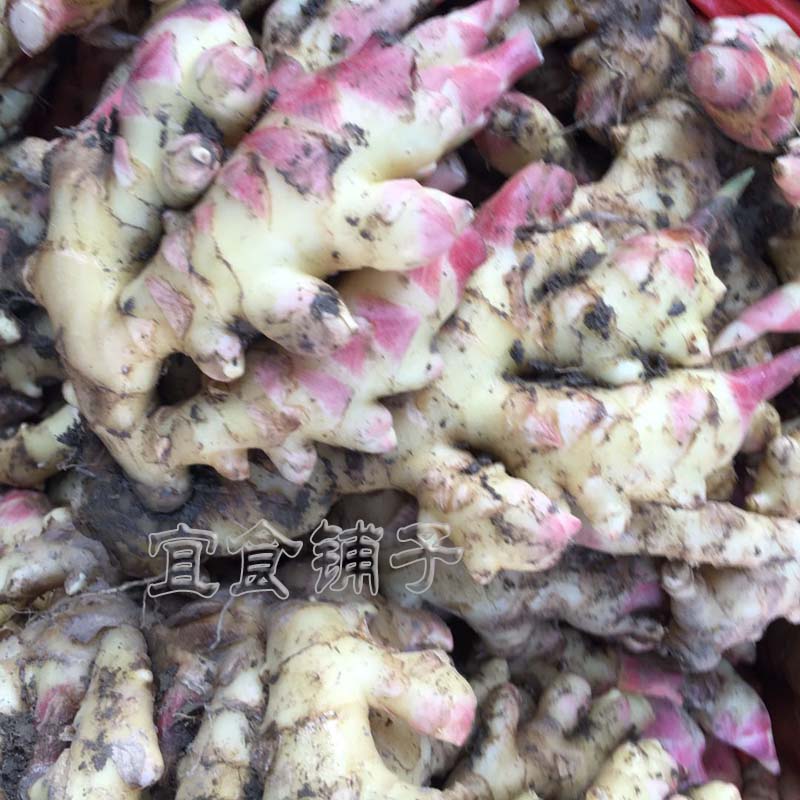 Jiangxi Yichun native ginger fresh ginger confinement seasonal natural new ginger stronger ginger flavor 500g