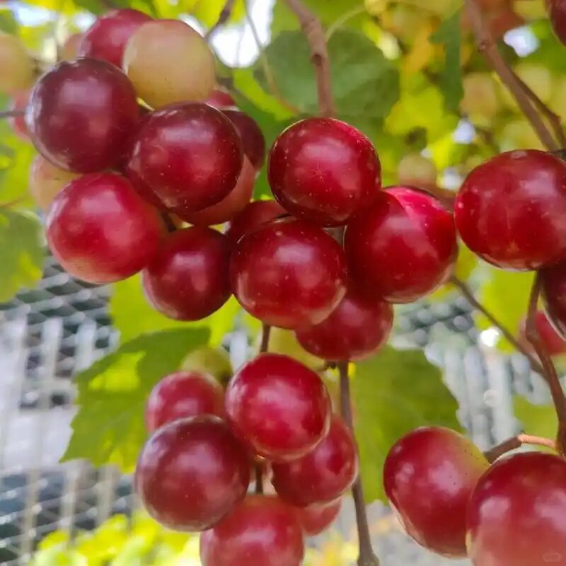 广西钦农苗木场
