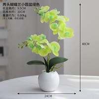 Phalaenopsis Green Set